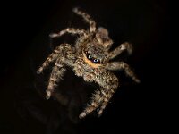 Marpissa muscosa 11, Schorsmarpissa, Saxifraga-Luc Hoogenstein