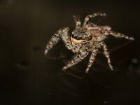 Marpissa muscosa 12, Schorsmarpissa, Saxifraga-Luc Hoogenstein