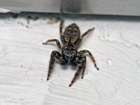 Marpissa muscosa 13, Schorsmarpissa, Saxifraga-Tom Heijnen