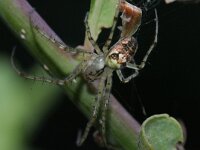 Metellina segmentata