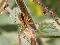 Spin-Wants 01 N4172 : Metellina segmentata, Herfstspin