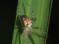 Metellina segmentata 2, Saxifraga-Rutger Barendse