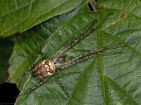 Metellina segmentata 01 #04047 : Metellina segmentata, Herfstspin