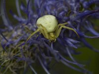 Misumena vatia, Goldenrod Crab Spider