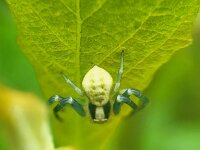 Misumena vatia 23, Gewone kameleonspin, Saxifraga-Ben Delbaere
