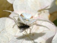Misumena vatia 27, Gewone kameleonspin, Saxifraga-Tom Heijnen