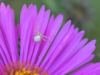 Misumena vatia 30, Gewone kameleonspin, Saxifraga-Tom Heijnen