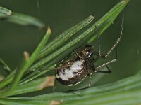 Neriene peltata 01 #44290 : Neriene peltata, Struikhangspin