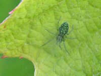 Nigma walckenaeri 4, Groen kaardertje, Saxifraga-Tom Heijnen