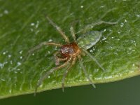 Nigma walckenaeri Nigma walckenaeri Nigma walckenaeri #04920 : Nigma walckenaeri, Groen kaardertje