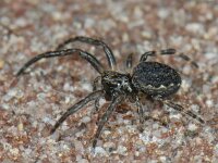 Nuctenea umbratica #05214 : Nuctenea umbratica, Platte wielwebspin