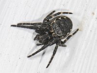 Nuctenea umbratica 5, Saxifraga-Ab H Baas