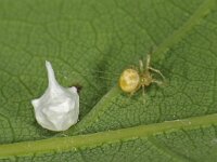 Paidiscura pallens 4, Saxifraga-Ab H Baas