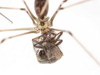 Pholcus phalangioides 7, Grote trilspin, Saxifraga-Luc Hoogenstein : Lunetten
