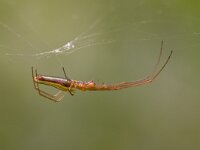 Pisaura mirabilis  roofspin : Pisaura mirabilis