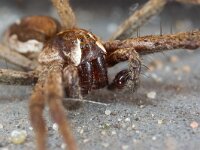 Pisaura mirabilis 17, Kraamwebspin, Saxifraga-Luc Hoogenstein