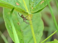 Pisaura mirabilis 18, Kraamwebspin, Saxifraga-Tom Heijnen