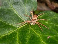Pisaura mirabilis 19, Kraamwebspin-Saxifraga-Luc Hoogenstein : Lunetten