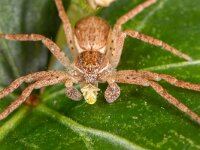 Pisaura mirabilis 20, Kraamwebspin, Saxifraga-Luc Hoogenstein : Lunetten