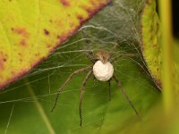 Pisaura mirabilis 21, Kraamwebspin, Saxifraga-Tom Heijnen