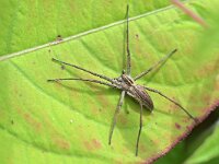 Pisaura mirabilis 22, Kraamwebspin, Saxifraga-Tom Heijnen