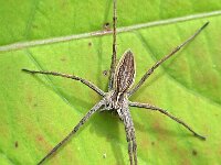 Pisaura mirabilis 23, Kraamwebspin, Saxifraga-Tom Heijnen