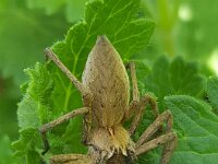 Pisaura mirabilis 25, Kraamwebspin, Saxifraga-Ben Delbaere  IICSA���II