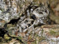 Salticus cingulatus