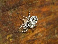 Salticus cingulatus 2, Boomzebraspin, Saxifraga-Foto Fitis-Sytske Dijksen