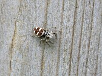 Salticus scenicus 10, Huiszebraspin, Saxifraga-Tom Heijnen