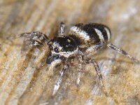 Salticus scenicus 03 #09892 : Salticus scenicus, Huiszebraspin, Zebra Jumping Spider