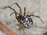 Steatoda albomaculata