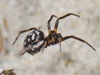 Steatoda albomaculata 01 #06296 : Steatoda albomaculata, Gevlekte steatoda