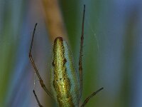 Tetragnatha extensa, Long-jawed Spider