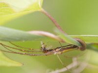Tetragnatha extensa 8, Gewone strekspin, Saxifraga-Jan Nijendijk