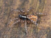 Textrix denticulata 3, Gewone staartspin, Saxifraga-Luc Hoogenstein