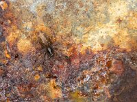 Textrix denticulata 4, Gewone staartspin, Saxifraga-Luc Hoogenstein : camouflage