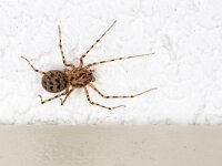 Textrix denticulata 5, Gewone staartspin, Saxifraga-Luc Hoogenstein