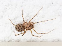 Textrix denticulata 6, Gewone staartspin, Saxifraga-Luc Hoogenstein