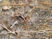 Xerolycosa nemoralis 2, Bosrandwolfspin, Saxifraga-Tom Heijnen