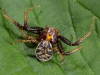 Xysticus cristatus