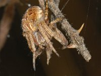 Agalenatea redii #04839 : Agalenatea redii, Brede wielwebspin