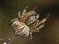 Agalenatea redii #04866 : Agalenatea redii, Brede wielwebspin