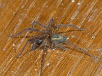 Amaurobius similis 01 #05528 : Amaurobius similis, the lace webbed spider, Muurkaardespin