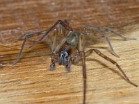 Amaurobius similis 01 #05529 : Amaurobius similis, the lace webbed spider, Muurkaardespin