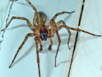 Amaurobius similis 3, Muurkaardespin, Saxifraga-Ab H Baas