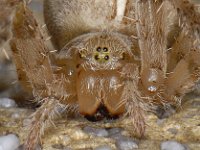 Araneus diadematus 03 #05551 : Araneus diadematus, European garden spider or diadem spider, Kruisspin