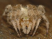 Araneus diadematus 03  #05540 : Araneus diadematus, European garden spider or diadem spider, Kruisspin