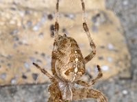 Araneus diadematus #05686 : Araneus diadematus, European garden spider or diadem spider, Kruisspin