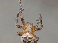 Araneus diadematus #06400 : Araneus diadematus, European garden spider or diadem spider, Kruisspin
